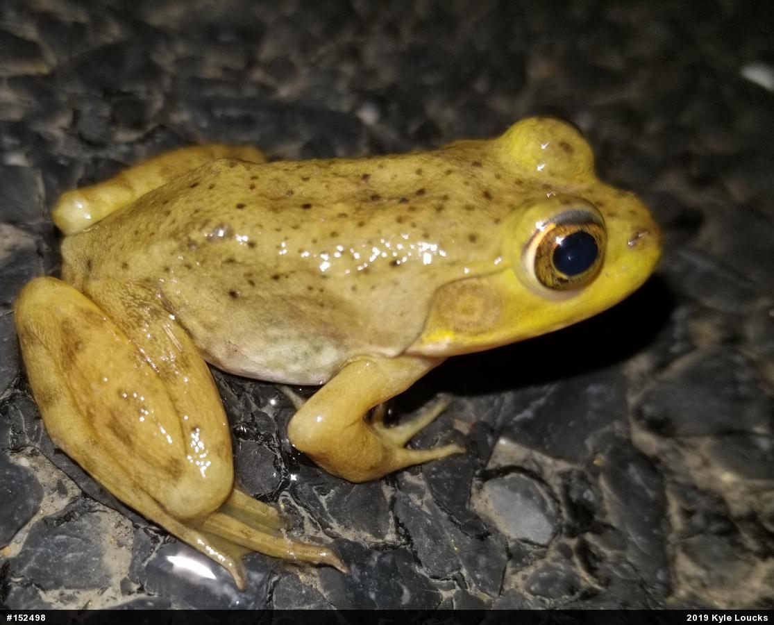American Bullfrog