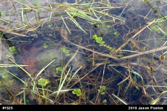 Spotted Salamander