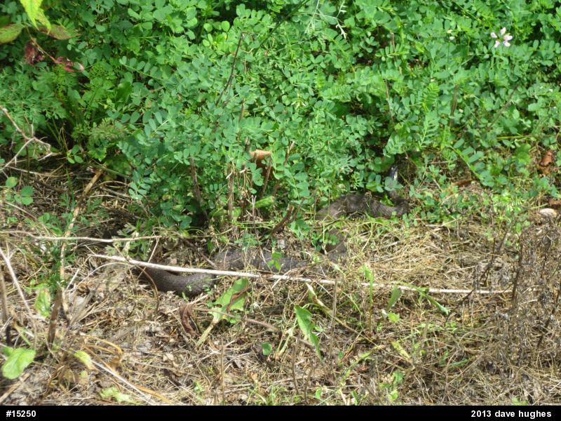 Northern Watersnake