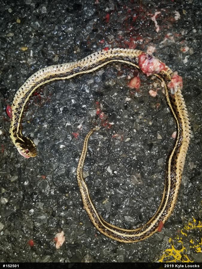 Eastern Gartersnake