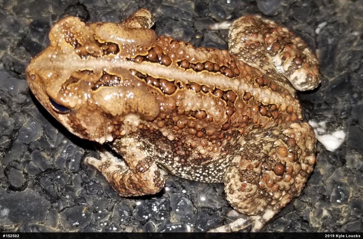 Eastern American Toad