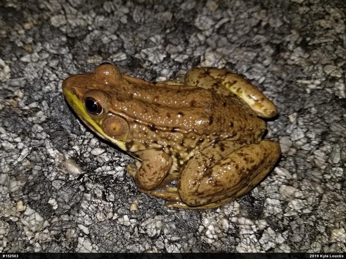 Green Frog