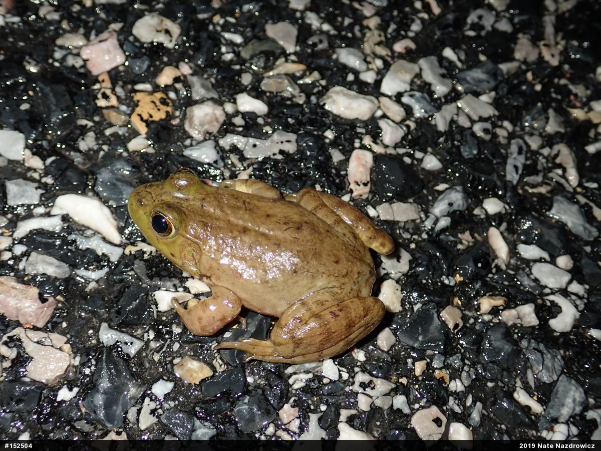 American Bullfrog