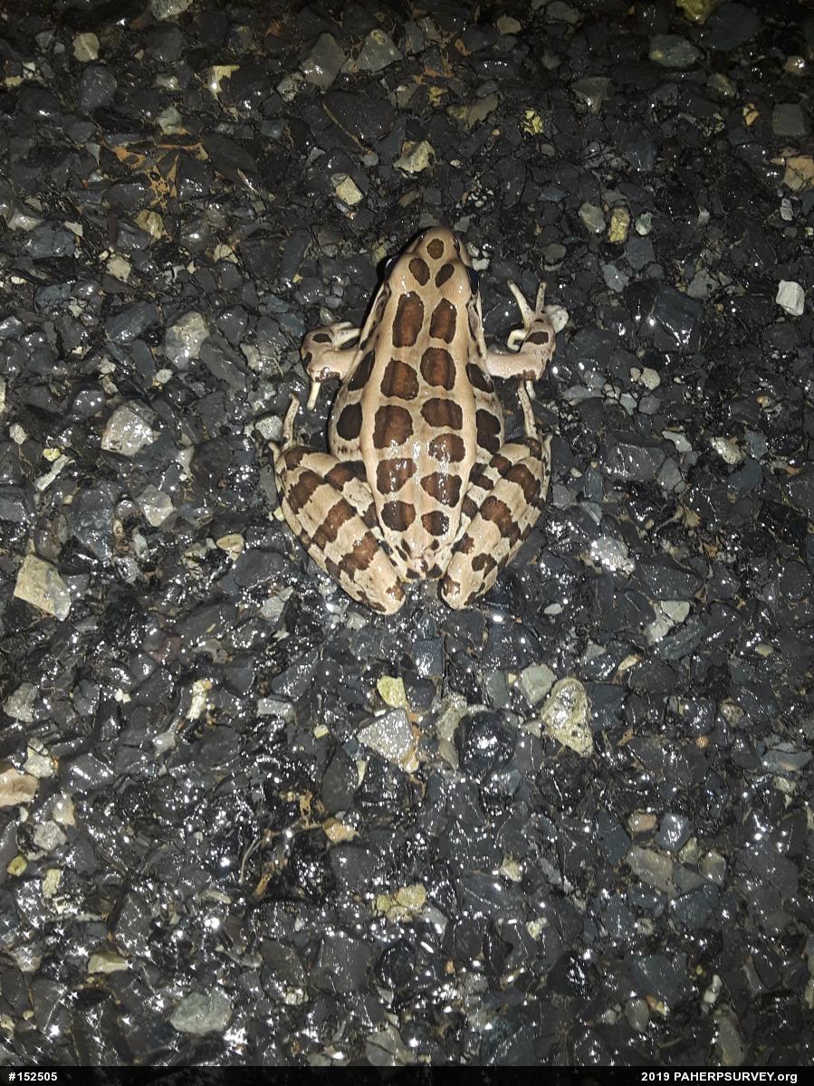 Pickerel Frog