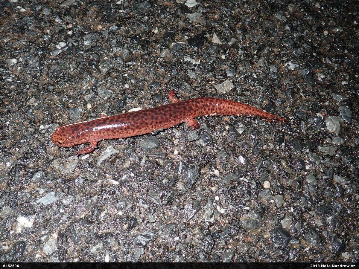 Northern Red Salamander