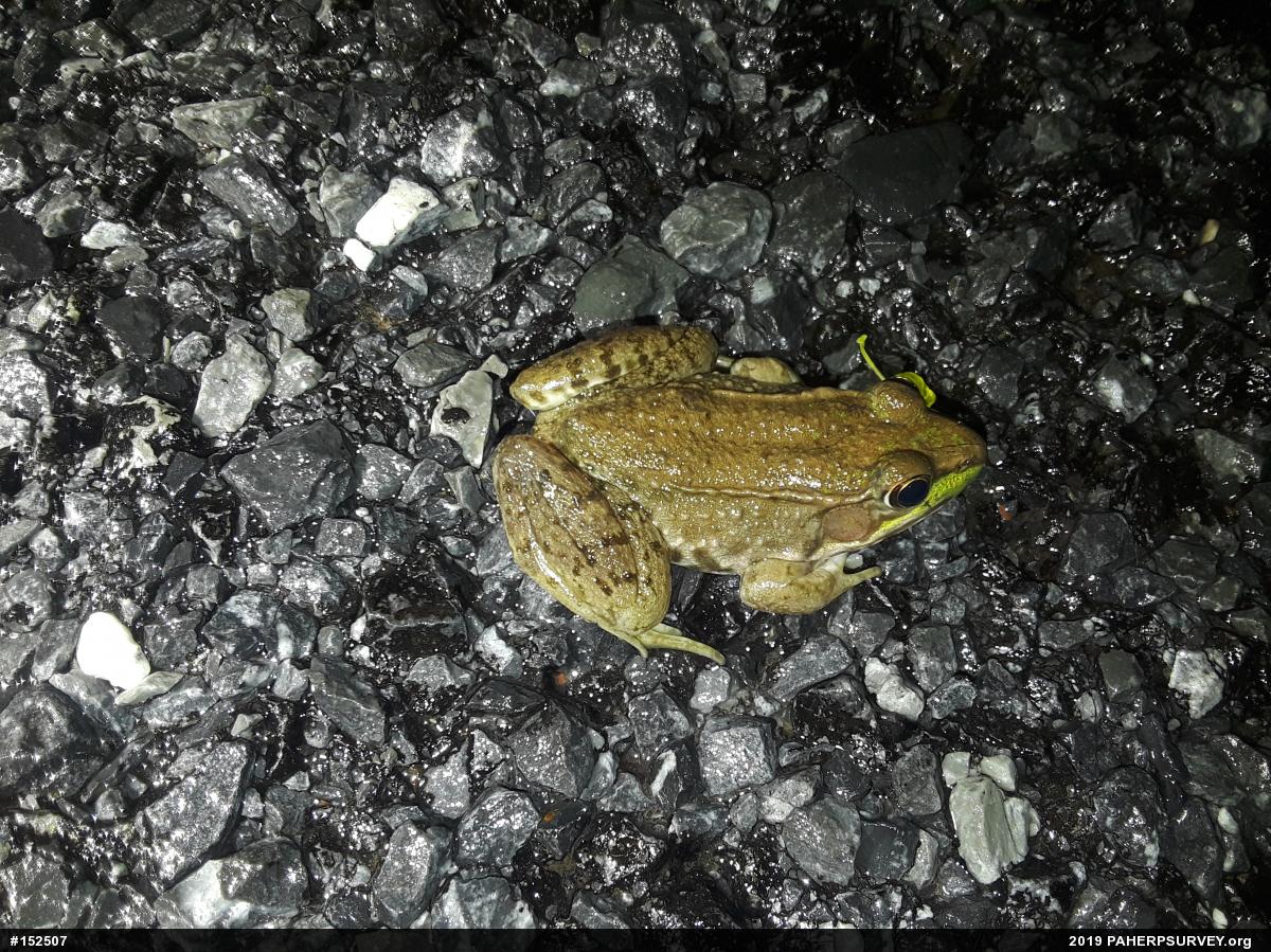 Green Frog
