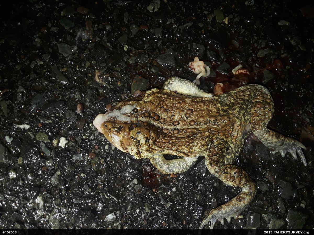 Eastern American Toad