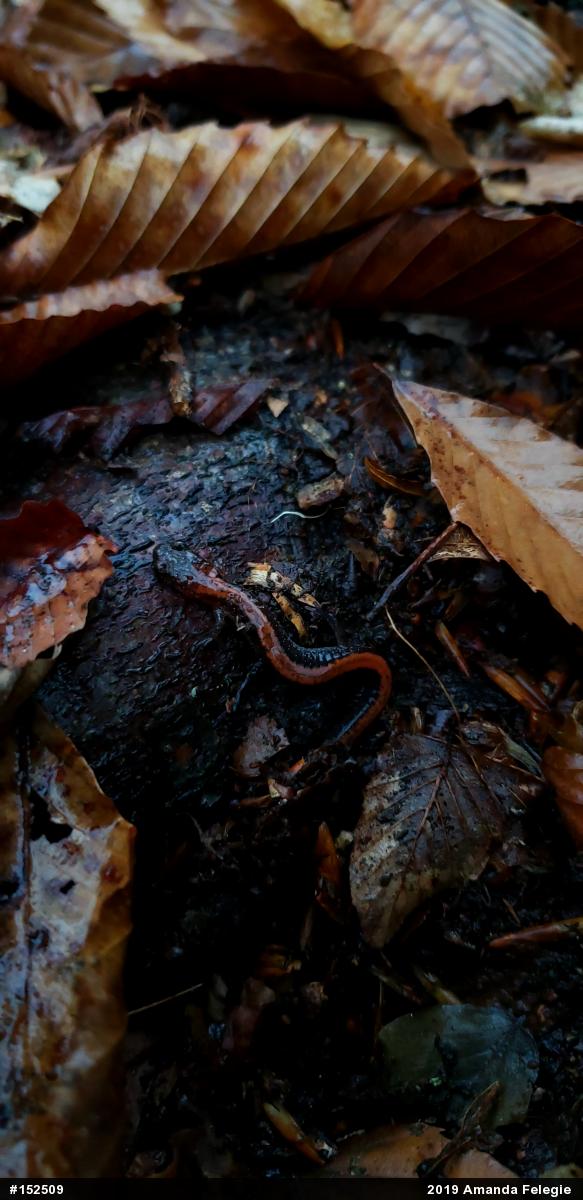 Eastern Red-backed  Salamander