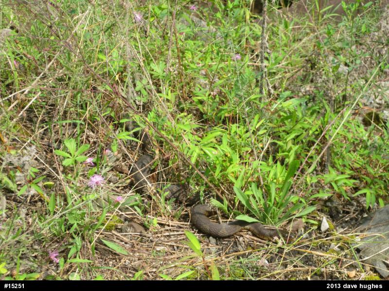 Northern Watersnake