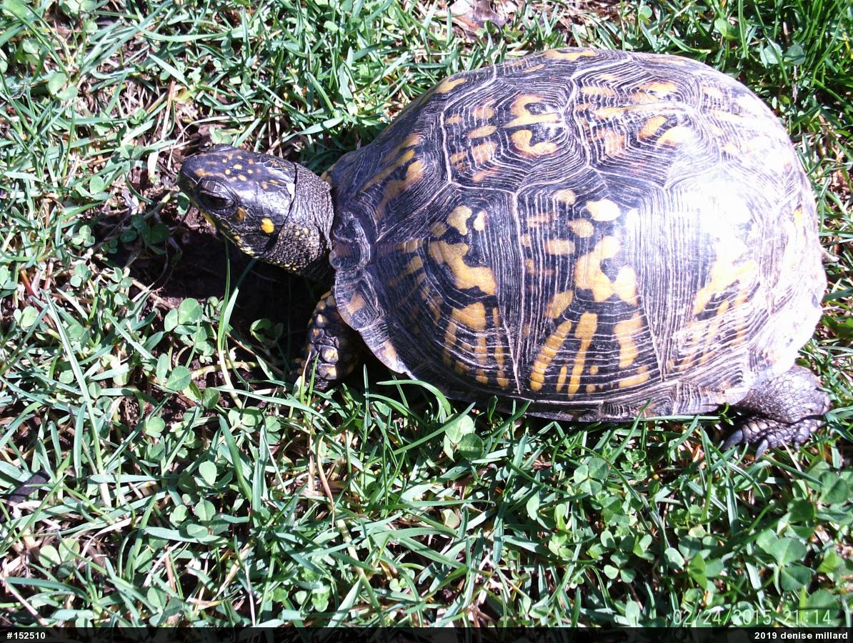 Eastern Box Turtle