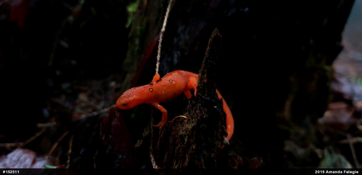 Red-spotted Newt