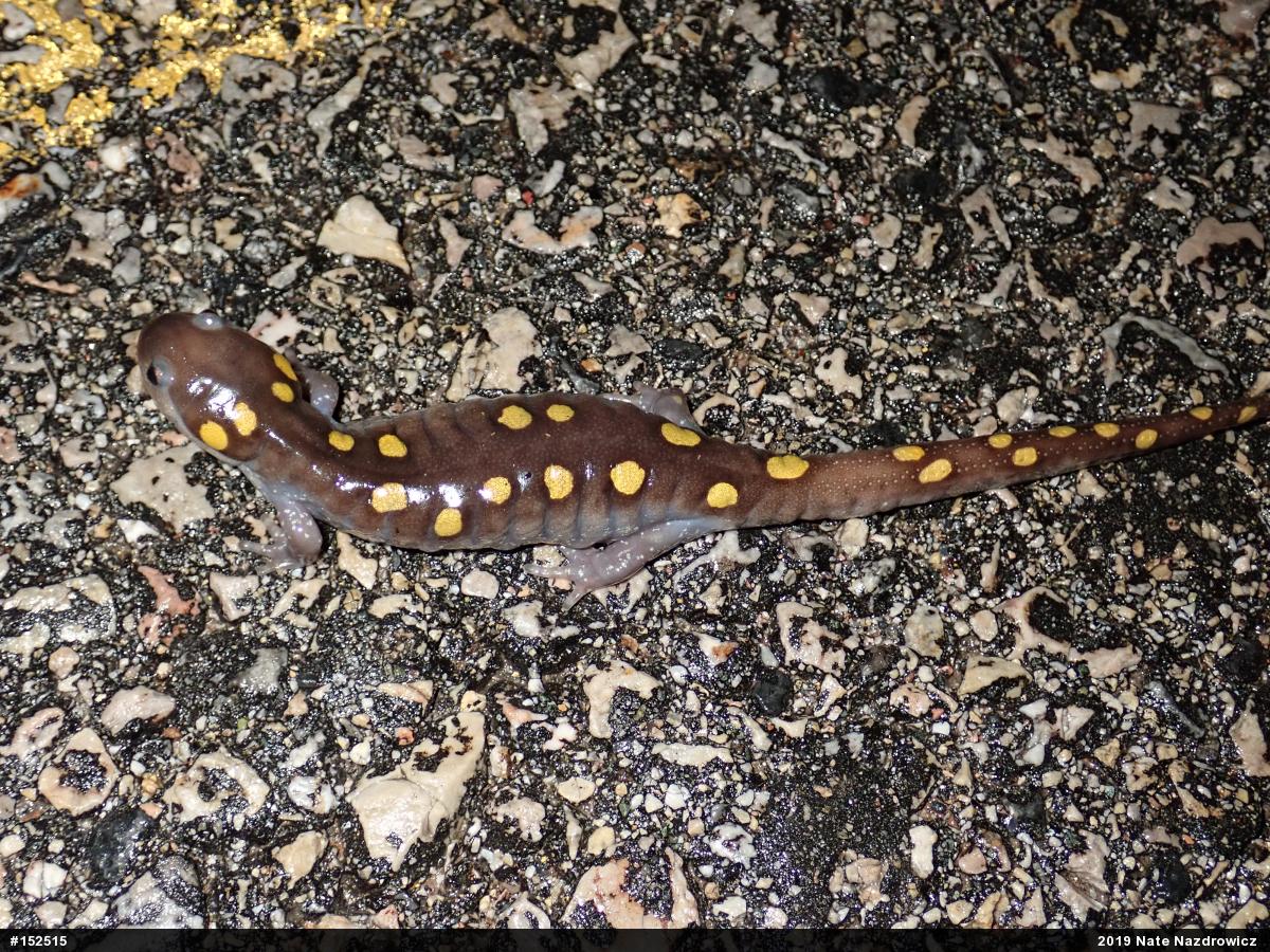 Spotted Salamander