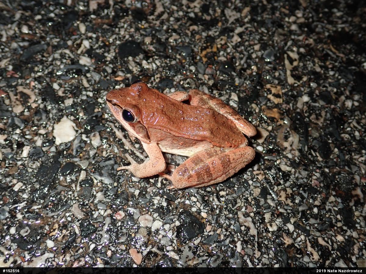 Wood Frog