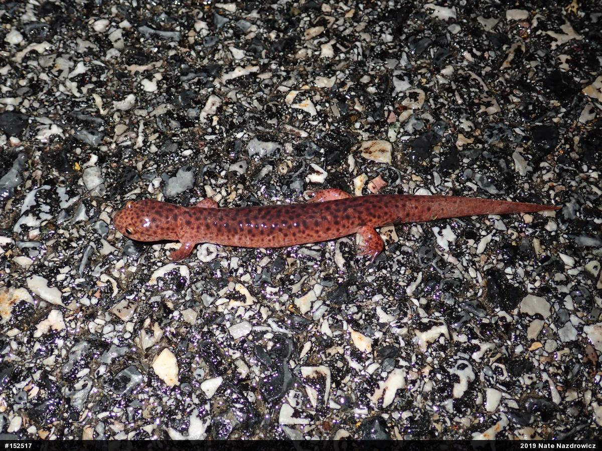 Northern Red Salamander