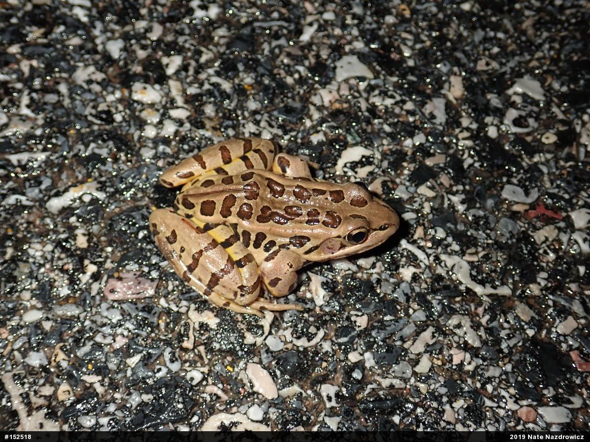 Pickerel Frog