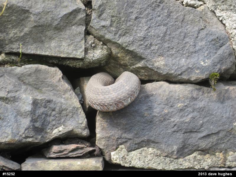 Northern Watersnake
