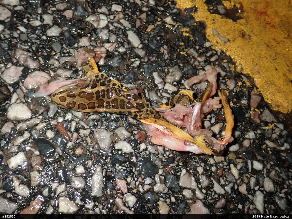 Pickerel Frog