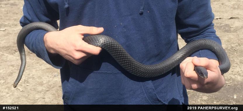 Northern Black Racer