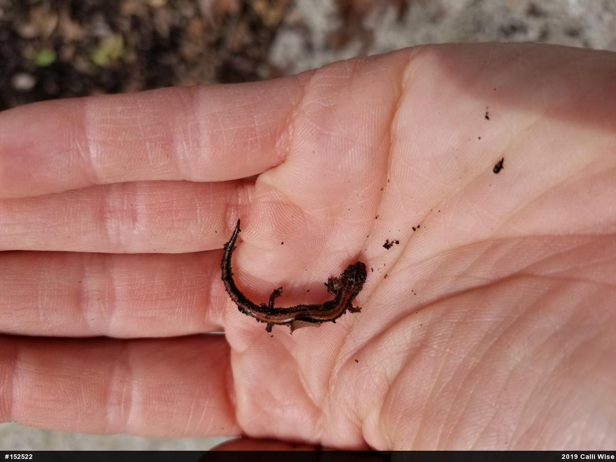Eastern Red-backed  Salamander