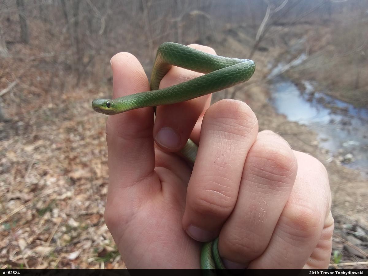 Smooth Greensnake