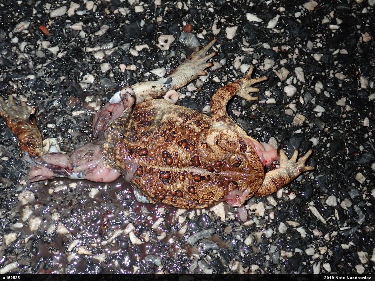 Eastern American Toad