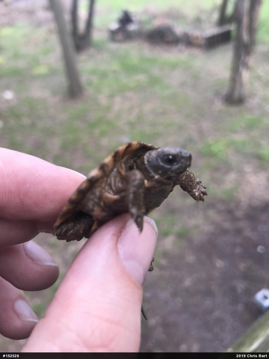 Wood Turtle