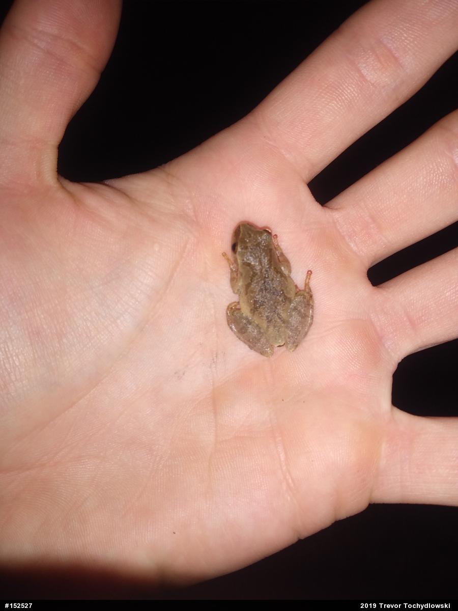 Spring Peeper