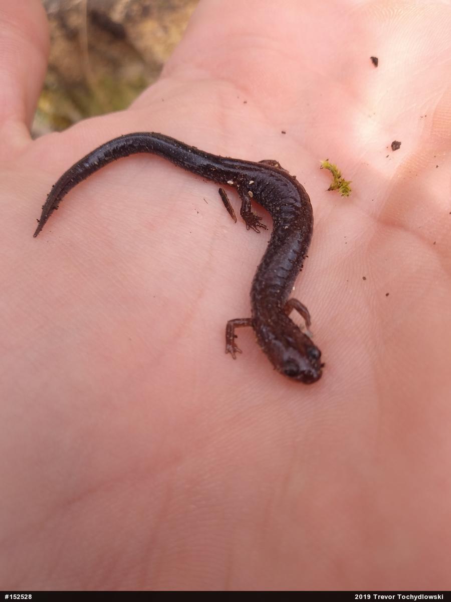 Eastern Red-backed  Salamander
