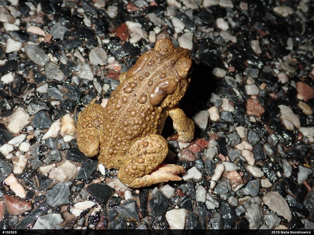 Eastern American Toad