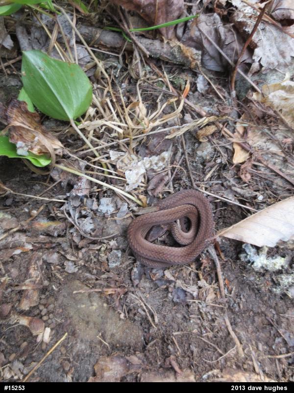 Red-bellied Snake