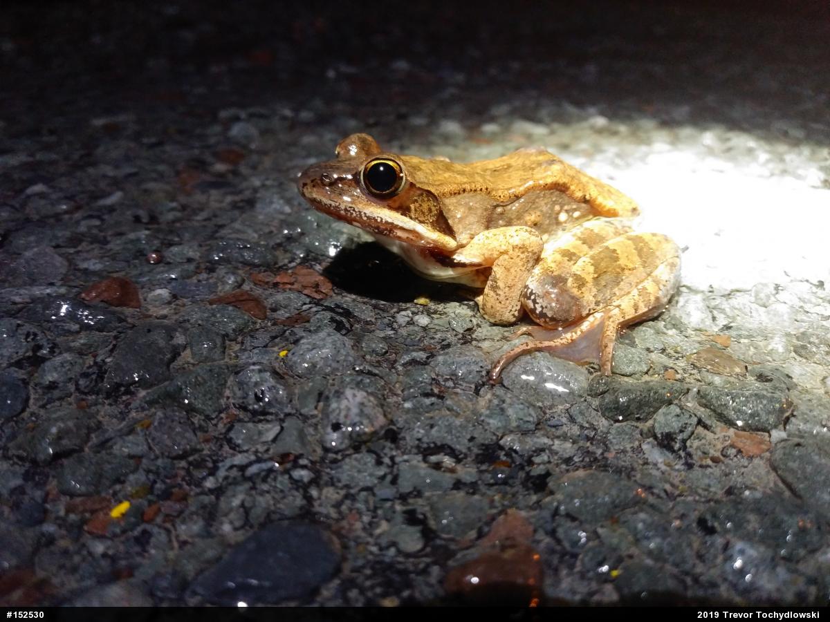Wood Frog