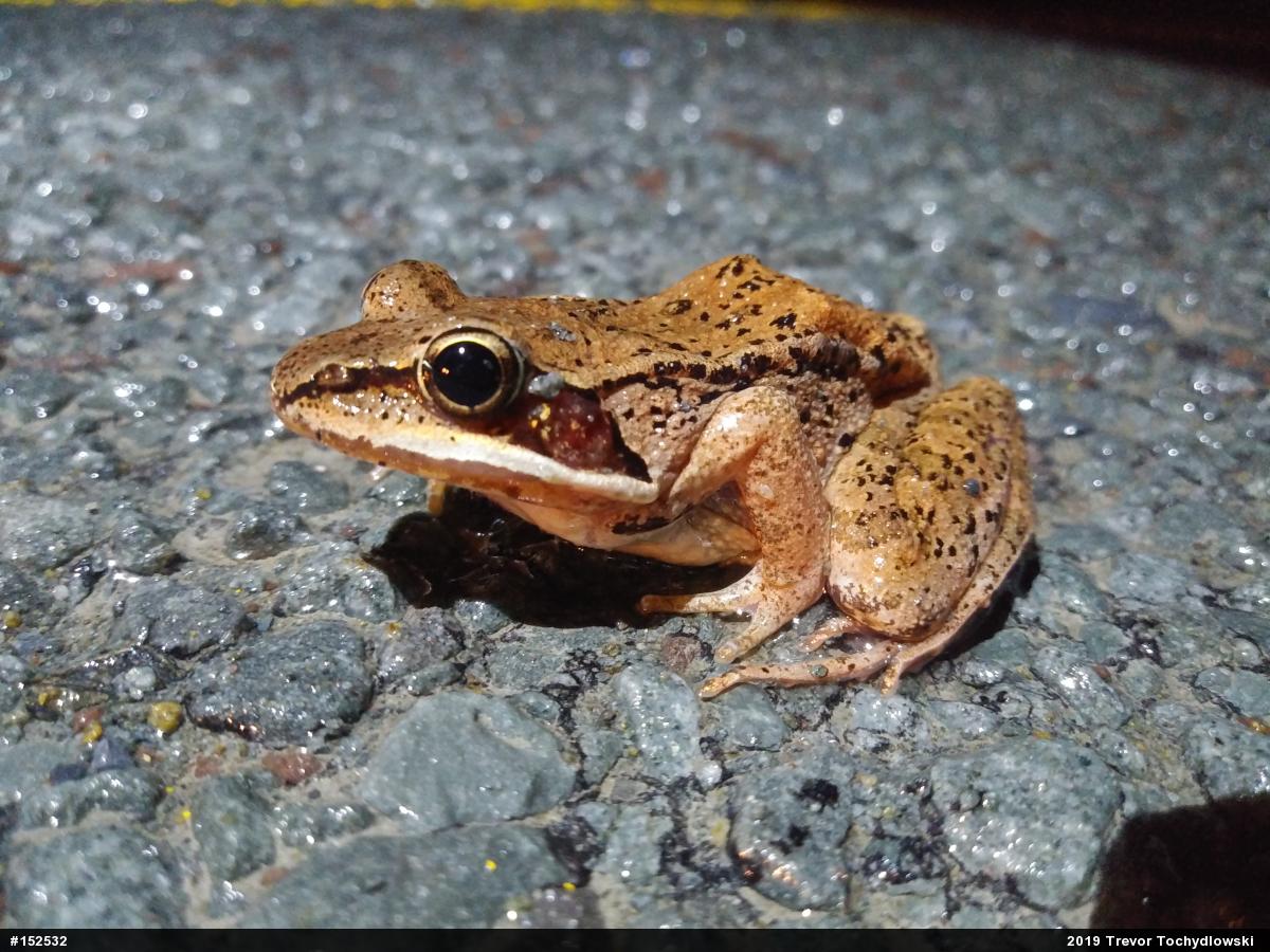 Wood Frog