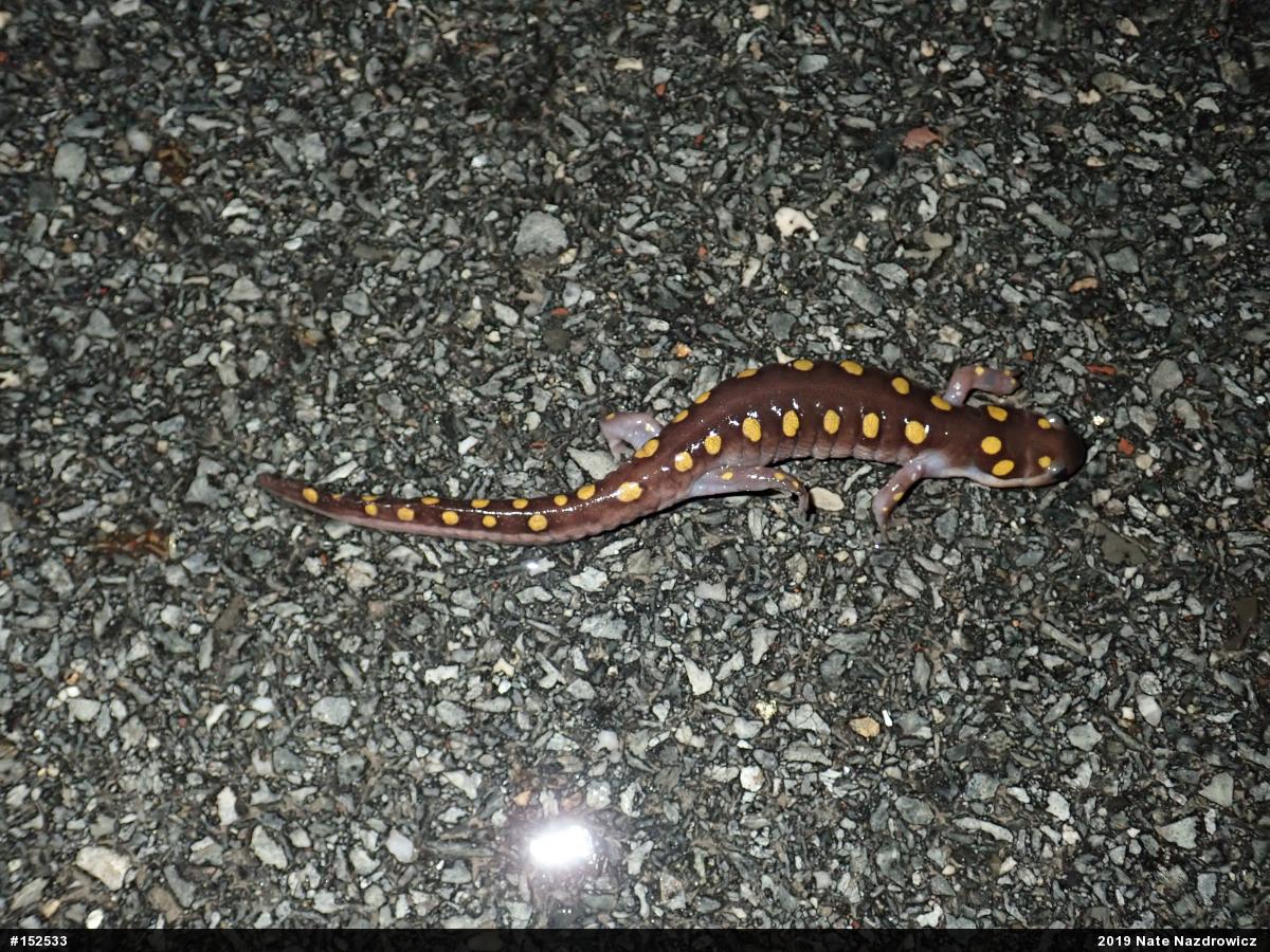 Spotted Salamander