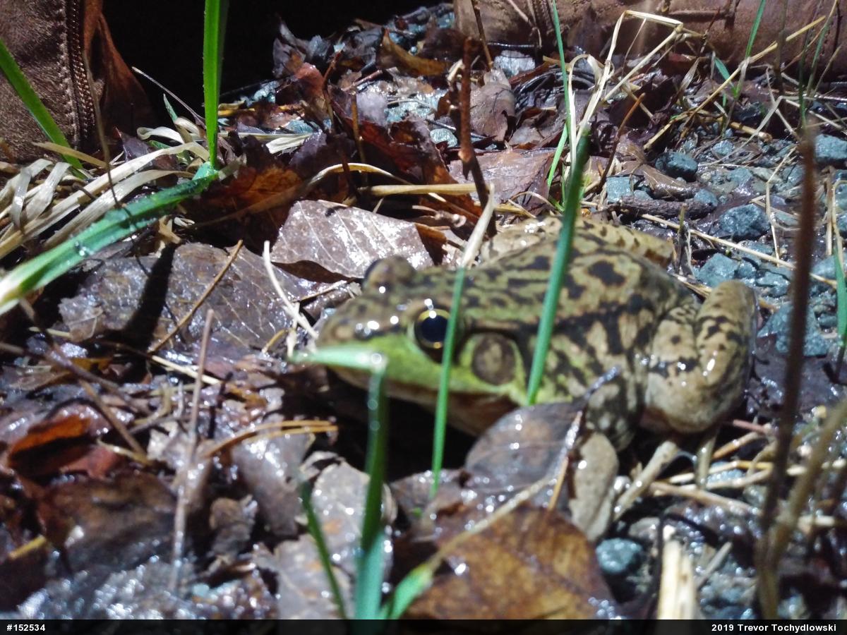 Green Frog