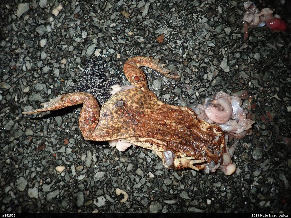 Eastern American Toad