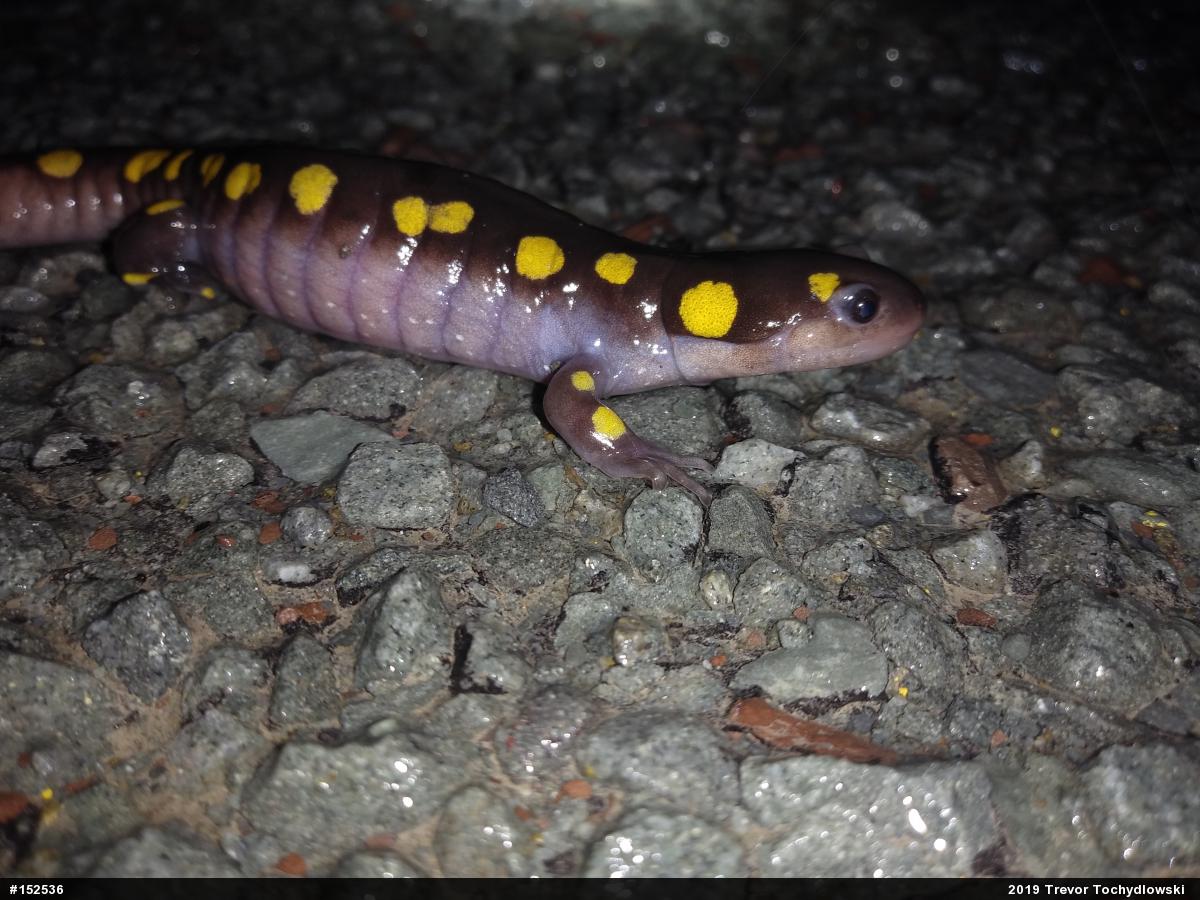 Spotted Salamander