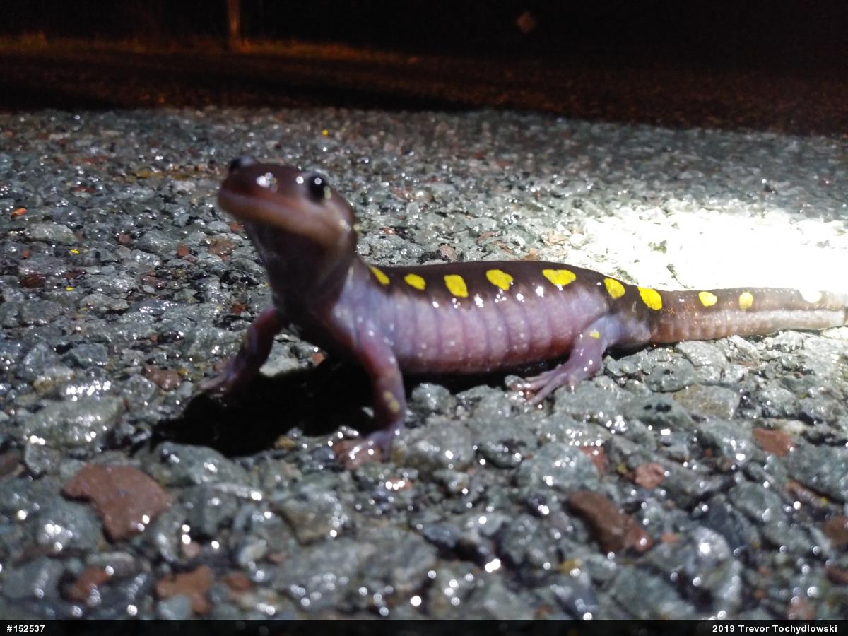 Spotted Salamander