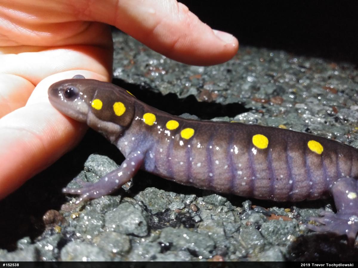 Spotted Salamander