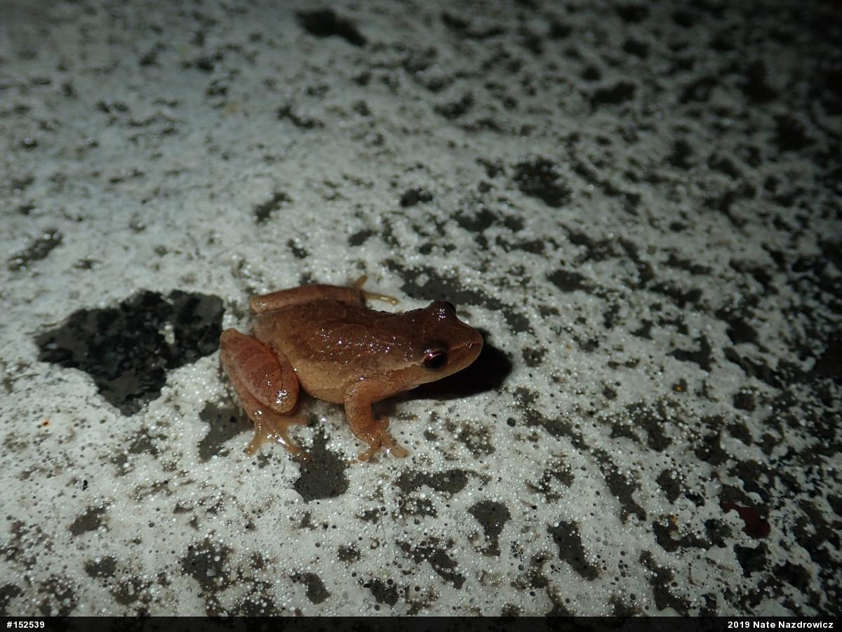 Spring Peeper