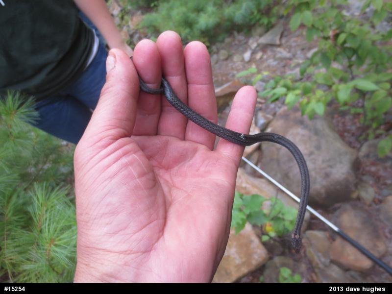 Red-bellied Snake