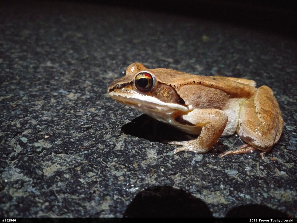 Wood Frog