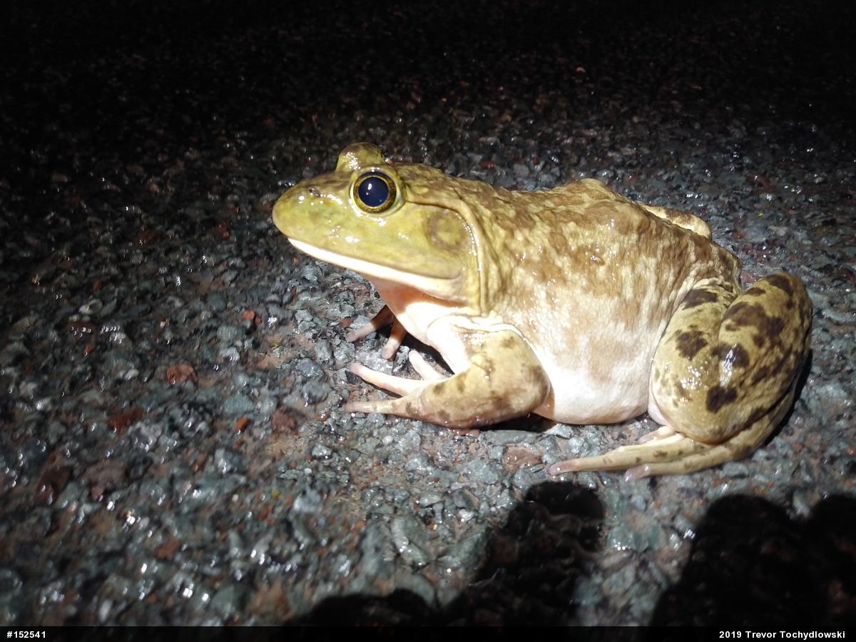 American Bullfrog