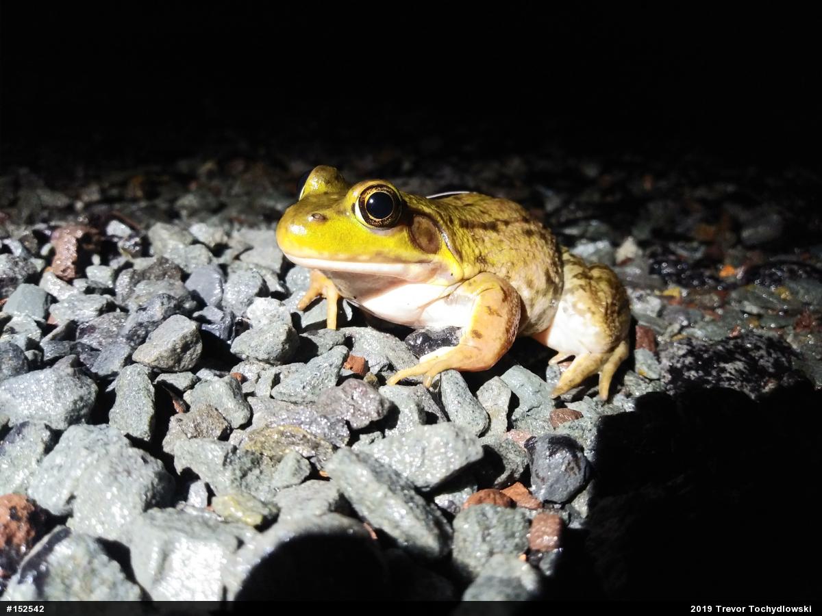 Green Frog
