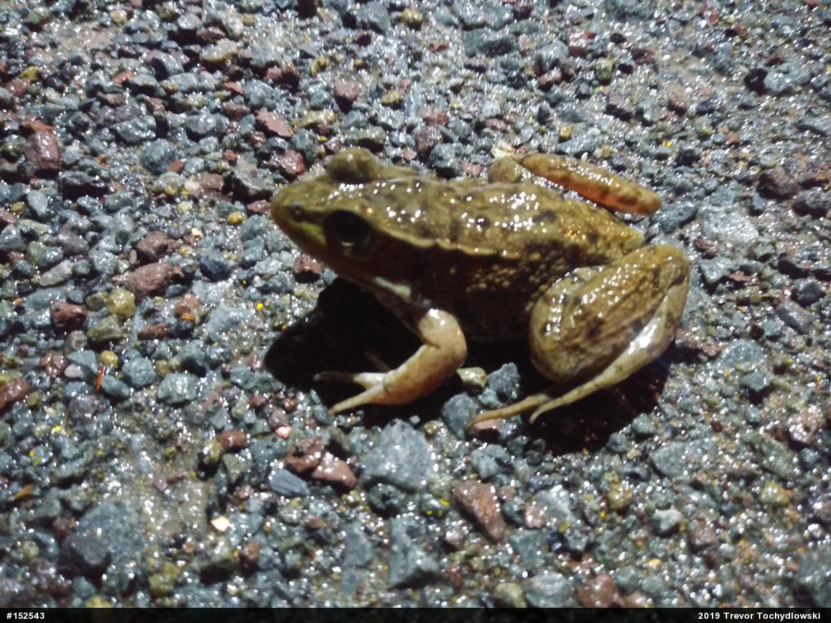 Green Frog