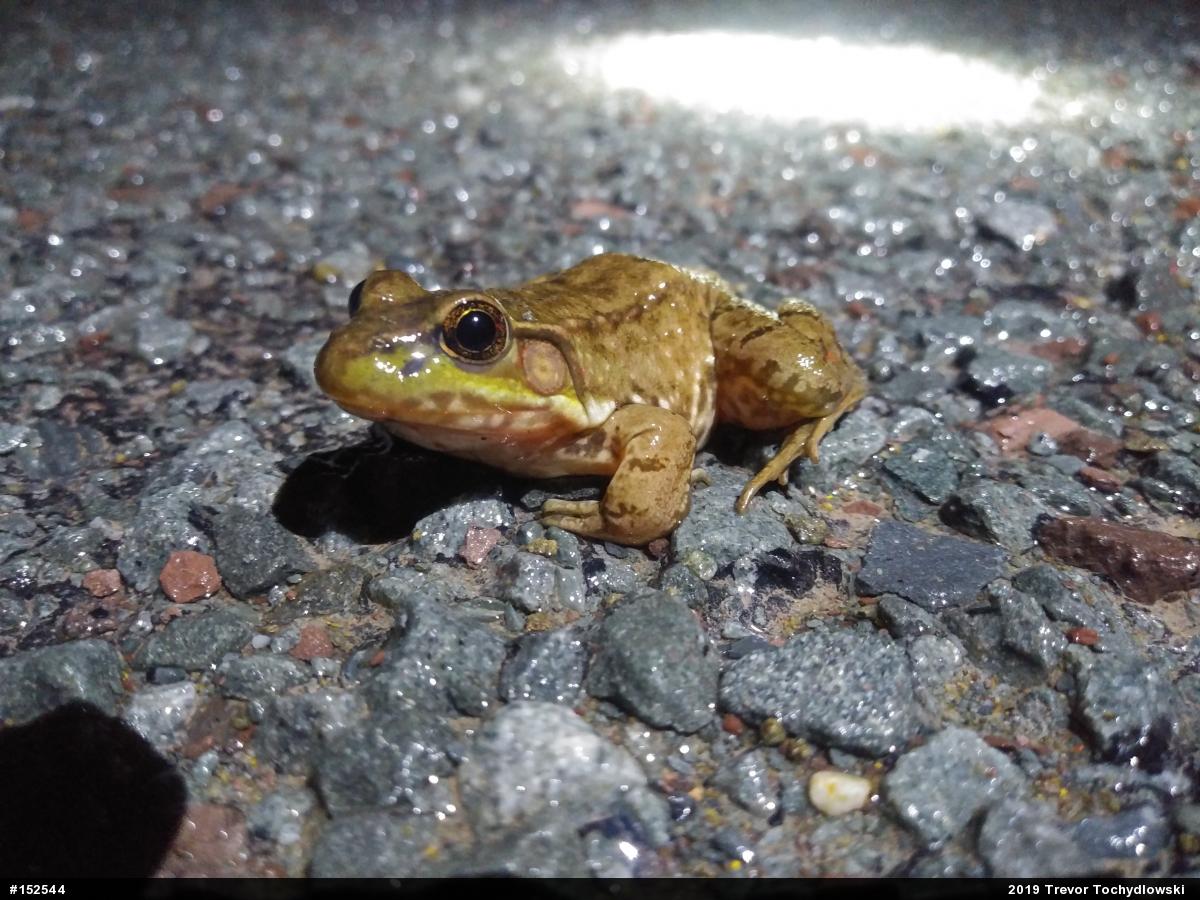 Green Frog