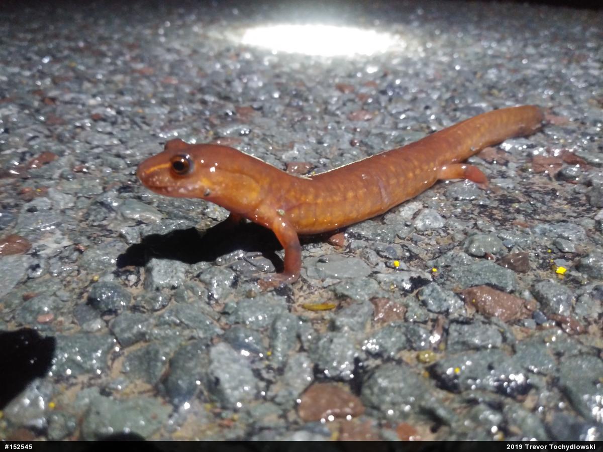 Northern Spring Salamander