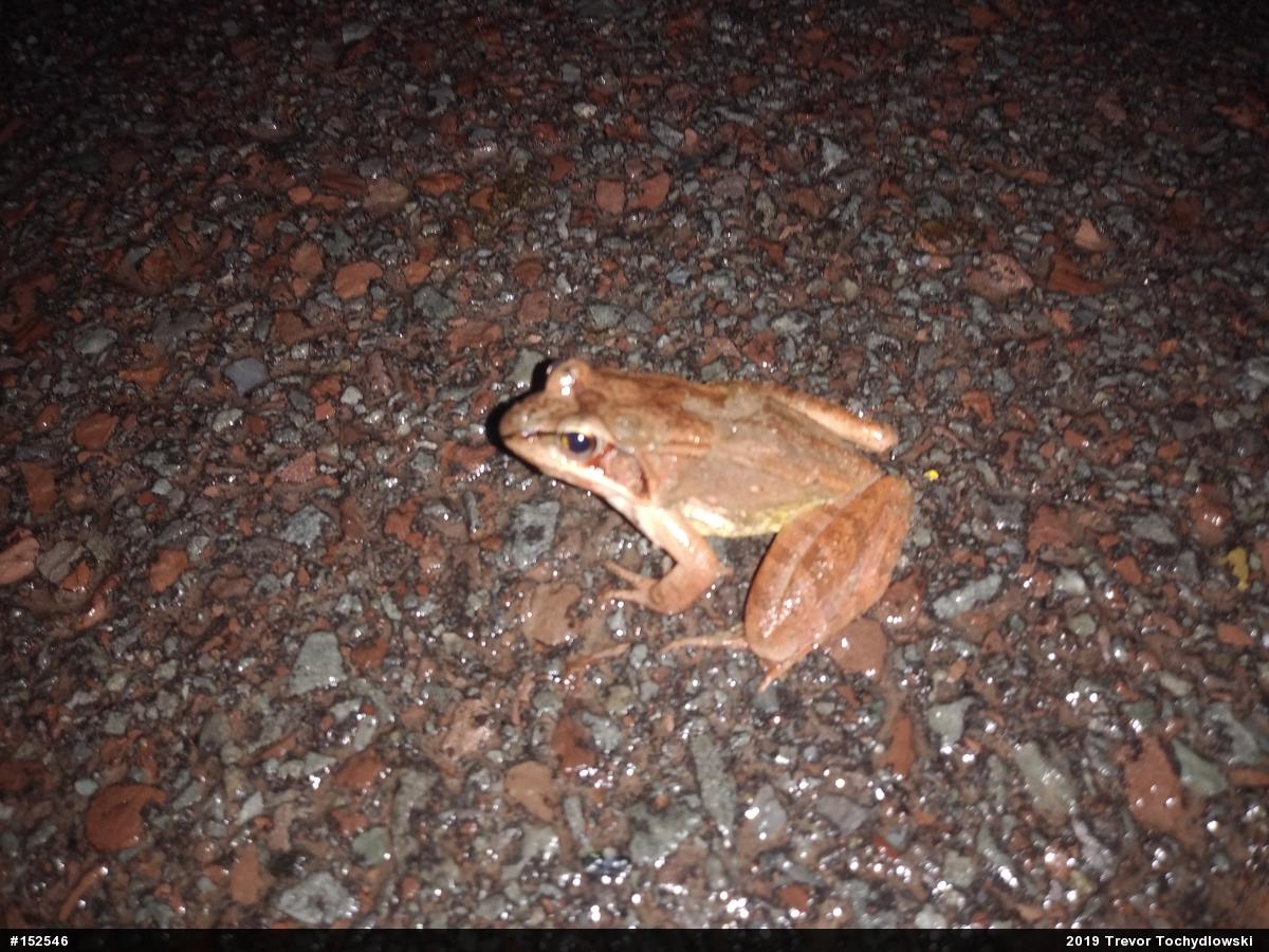 Wood Frog