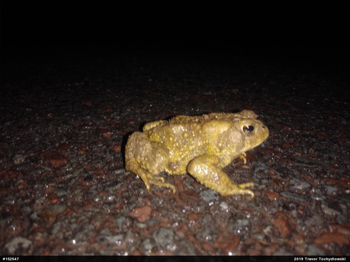 Eastern American Toad