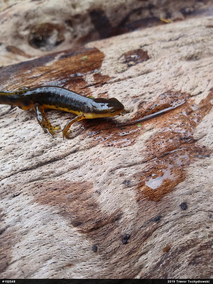 Red-spotted Newt