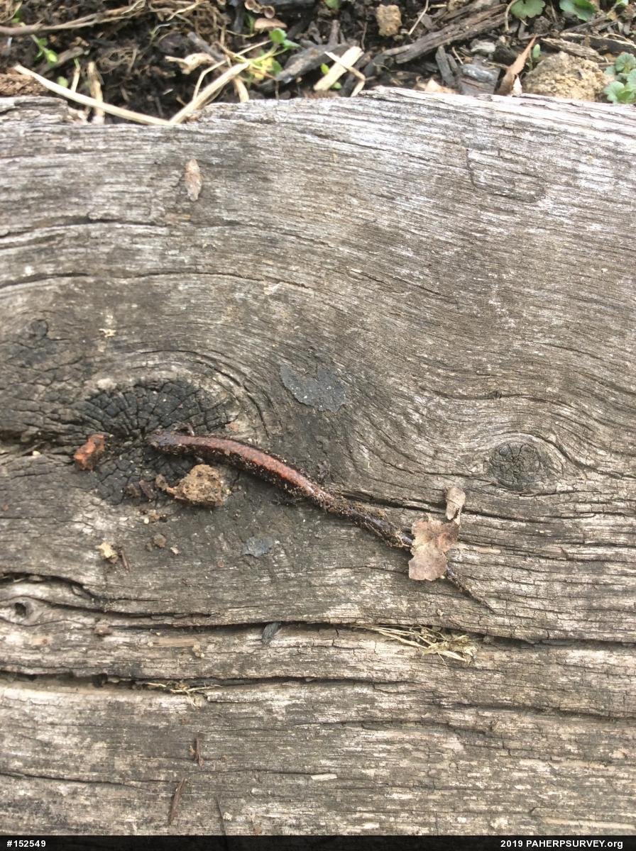 Eastern Red-backed  Salamander